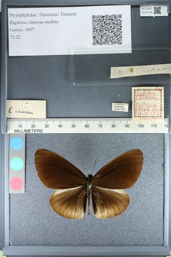 Media type: image;   Entomology 161139